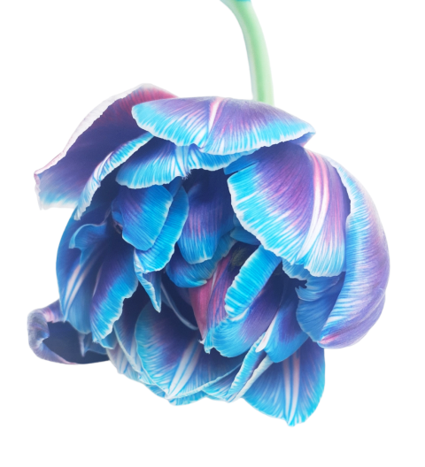 Kytice modrých tulipánů